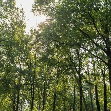 Hébergement de vacances With A Wooded Location On The Veluwe