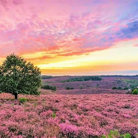 With A Wooded Location On The Veluwe Hébergement de vacances *
