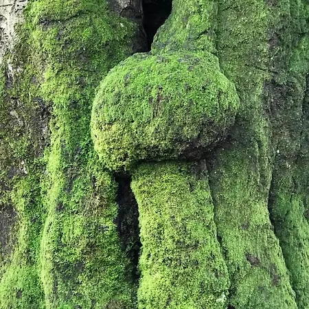 펜션 W Garden & Views