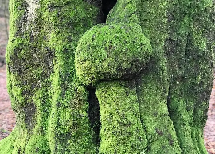 펜션 W Garden & Views